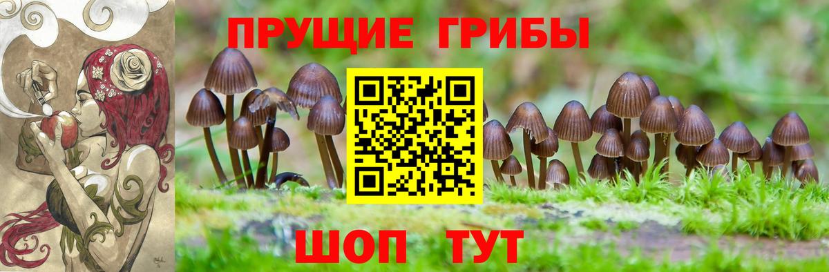 Псилоцибиновые грибы Cubensis  Вход с VPN  Ивантеевка 